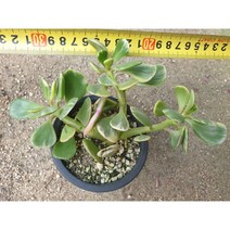 [수암다육] 다육식물 4천원 다육 모음 랜덤발송 국민다육 플랜테리어, 9. 야곱세니금