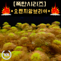 [수초폭탄] 기간한정 반값할인 어디서왔니? 오렌지암브리아(25줄기) / 초보수초 어항수초 전경수초 구피 체리새우 은신처