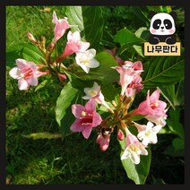 (나무판다) 삼색병꽃 나무 묘목 5치포트, 삼색병꽃 5치포트