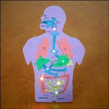 [RAΕ] 뉴 LED 인체 내부구조와 음식물이 지나가는 길 만들기 학습장난감 과학조립키트 이지나가는만들기 준비물 이지나가는 ▷_4Ε470Ea, Ε본상품선택!