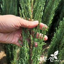 [나무인] 블루애로우 측백 포트묘 5그루