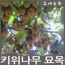 골드키위 접목1년 나무 묘목 원예