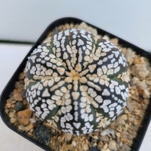 [메카다육]30-0918 선인장 슈퍼투구(국내실생) 화분포함 다육식물, 1개