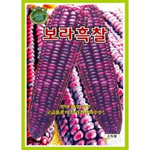보라흑찰 옥수수씨앗 80립, 1개