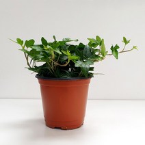 마이플랜트 [마이플랜트]아이비 소형 모종 키우기 쉬운 식물야생화 실내화초 노란꽃 인테리어 식물, 선택완료, 아이비