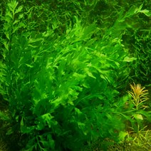 팝아쿠아 볼비티스 2잎 / 5잎 (활착용수초), 5잎 1뿌리