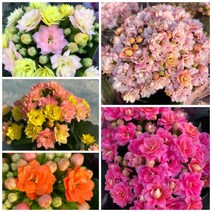 칼란디바 겹꽃 카랑코에 퀸로즈, 6. 삼색