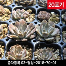 와송모종 20포기 - 국산 와송씨앗, 1개