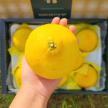 [고급선물] 프리미엄 제주 황금향 선물세트 가정용 추석, 1개, 3kg 선물세트