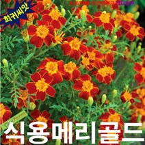 (희귀꽃씨) 식용메리골드 레드젬(파프리카) 20립, 1개