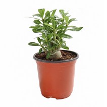 갑조네 꽃 생화 꽃화분 공기정화식물, 석화(소품), 1개