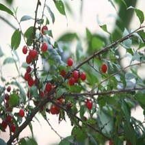 마이찰리_MyChale마켓_이스라지 3년생 H0.6-0.8 (산앵두) 꽃나무 묘목 나무 조경용나무 정원수_마이찰리_MyChale, 옵션없는_단일상품