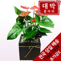 대박플라워 안시리움 개업화분 집들이 인테리어 공기정화식물 관엽식물 꽃배달