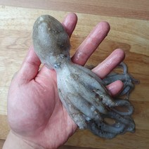 중국산 알쭈꾸미 1kg 샤브샤브 볶음, 동해알쭈꾸미1kg(8~10미내외)