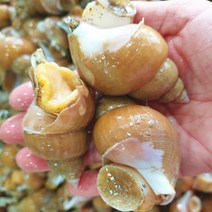 모비딕타운 동해안 자연산 백골뱅이 생골뱅이, 백골뱅이 대 1kg 15~25마리