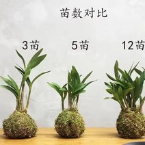 덴드로비움 좋은 사무실 난초 꽃 피기 양록식 짙은 화분, C01-불포함