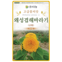 왜성겹해바라기꽃씨앗 50립