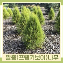 말총나무 묘목 프랭키보이 삽목2년생 뿌리묘 10개
