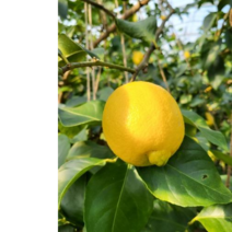 국산 제주 표선농협 레몬 1kg 2.5kg 4.5kg, 제주 표선농협 레몬 2.5kg(10-20과)