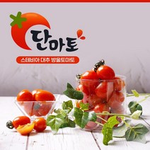 [단마토 정품] 스테비아 대추방울 토마토 2kg