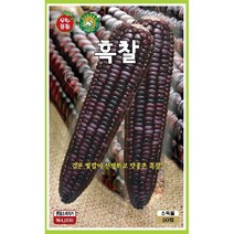 옥수수/콩/곡류 씨앗] 흑찰옥수수 2500립