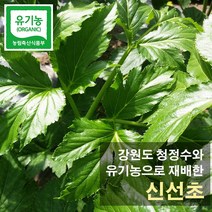 강원도 청정수 유기농재배 신선초 1kg 녹즙용, 1박스