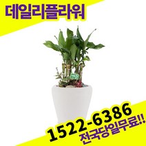 황금죽 개업화분 축하화분 개업식 개업선물 식당 카페 개원 집들이 승진 취임 부임 영전 전국당일무료배송 실내관엽식물