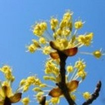 산수유묘목 20주