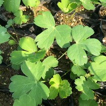 청년농부 각종 상추모종 5개 튼실한 쌈채소 주말농장 베란다텃밭 옥상텃밭 채소키우기, 방풍