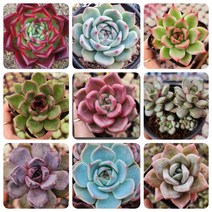 반짝특가 다육이 9종세트+선물, 1번-9종세트