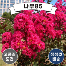 (나무85) 배롱나무(핑크벨루어) 5치 포트, 1개