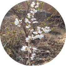미선나무 개화주 성목, 1.2m2주