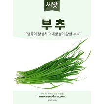 부추씨앗 (2000립)