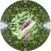 부여로 강원도 평창 냉동 흑찰옥수수 산지직송 10개, 1개, 찰흑