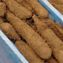 광진농산 [광진농산] 자연이 만들어낸 안동마 - 참마 알뜰 5kg(장마)