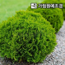 둥근측백나무 정원수 조경수 가림원예조경, 부시측백 폭70cm분묘