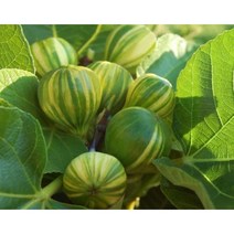 과수/유실수 무화과(파나치) 삽목1년포트 묘목, 1개