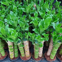 도희씨네 정원>> 행운을 안겨다 주는 황금죽 3식 090″ class=”wr-img”></a></div></p></div></p></div></p></div><div class=