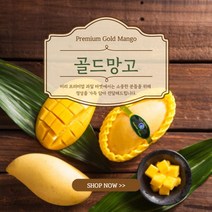 태국 골드망고 항공수입 남독마이 골드망고 2.5kg 5kg 망고 추석선물 세트 설날 선물세트 명절 선물 선물용 망고선물세트, 골드망고 5kg(14-15입)
