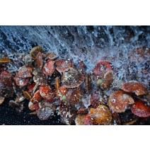 국내산 통영 제철 비단가리비 2kg(40미내외), 1개