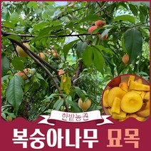 복숭아나무 묘목 결실주 3-4년생 백도 황도 천도(신비) 유실수 과일나무키우기 재배 수확, 황도 4년생