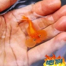 [키우기쉬운] 이쁘고 귀여운 금붕어 와 비단잉어 10종류, 수포안 1마리