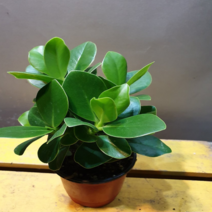 에덴농원 명품크루시아(한목대) 수형이 이뼈요(공기정화식물)