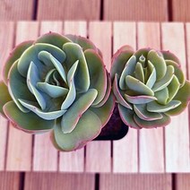 둥근잎비취후리대 키우기 쉬운 도매화원 식물 다육2-50 랜덤발송