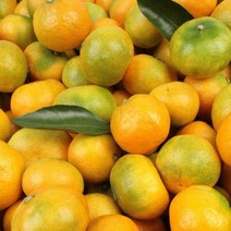 (파인밀) 제주 감귤 프리미엄과 5kg (실중량/S)