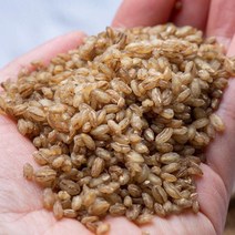 유기농 [ 3번 쪄서 말린 늘보리 1kg ] 늘보리쌀 찐늘보리 부드러운 보리밥, 단품