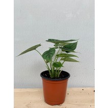 10900 알로카시아 드래곤스케일 15~30cm
