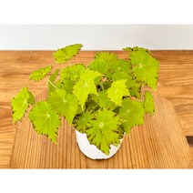 렉스베고니아 리마러브 관엽식물 희귀베고니아 키우기쉬운식물