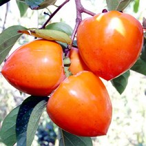 첫 수확 산지직송 대봉감 5kg(21-24과내외)부터~, 대봉감15kg(51-60과내외)