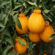 한라봉나무(결실주분)묘목/b1379